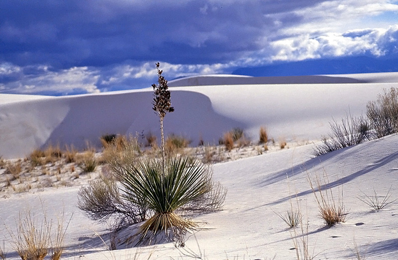 White Sands National Monument in New Mexico.jpg